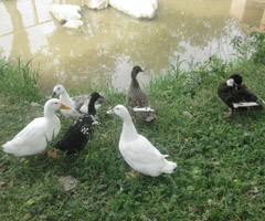 Ducks at Lurgybrack Open Farm