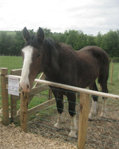 Horse at Lurgybrack Open Farm